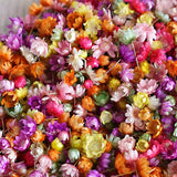 140/280pcs Flowers Little Star Flower Head